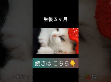 #shorts #ラグドール #子猫 #甘えん坊猫 #ぬいぐるみ猫 #もふもふ #ragdollcat