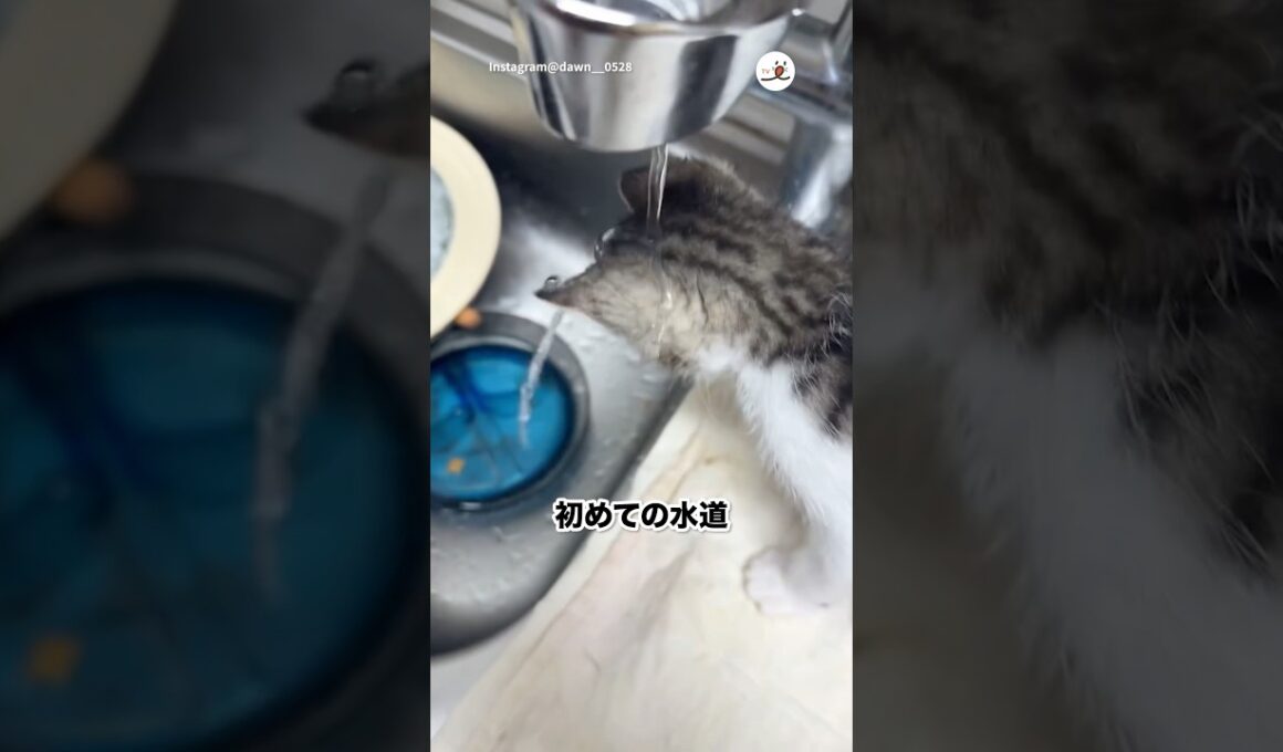 水がずっと流れてる！！｜PECO