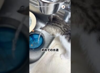 水がずっと流れてる！！｜PECO