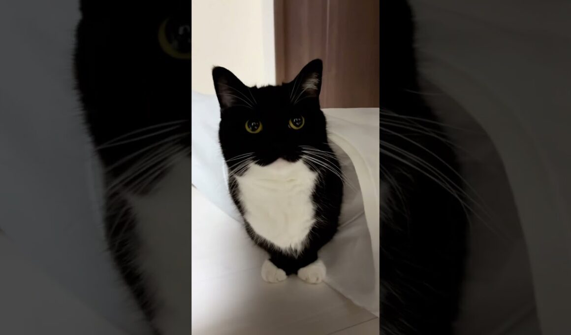 He's too cute to be a real cat!  #catsofyoutube #sillycat #uni