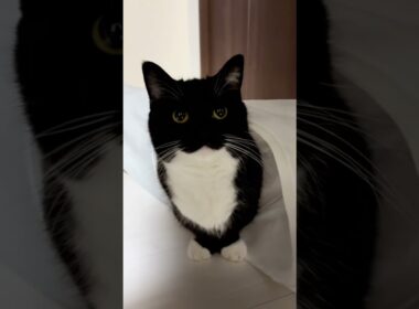 He's too cute to be a real cat!  #catsofyoutube #sillycat #uni