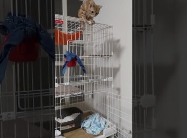 アメショの、レッド！しおたんです！ケージの、市場上から、飛び降りる！