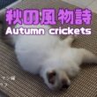 バーマン猫ラフ【秋の風物詩】Autumn crickets（バーマン猫）Birman/Cat