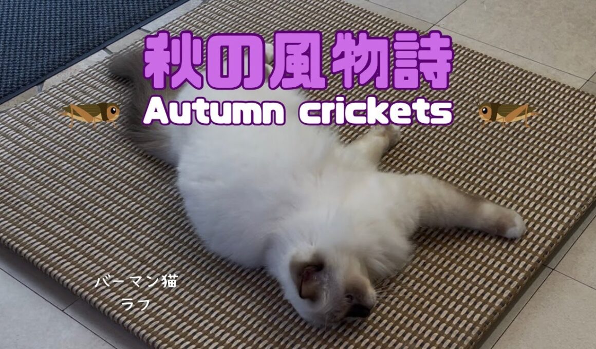 バーマン猫ラフ【秋の風物詩】Autumn crickets（バーマン猫）Birman/Cat