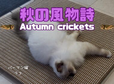 バーマン猫ラフ【秋の風物詩】Autumn crickets（バーマン猫）Birman/Cat