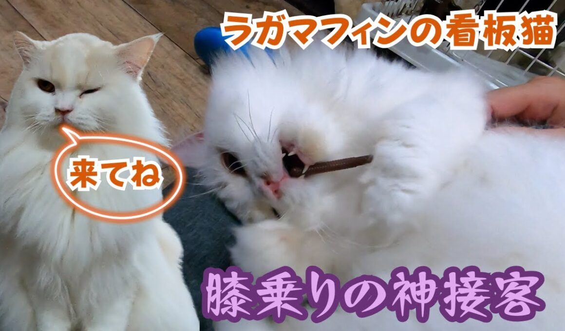 繁殖場からレスキューされたラガマフィン超絶美猫で膝乗りで甘える看板猫（保護猫カフェ猫の木）十三駅Rescued Ragamuffin from a breeding farm