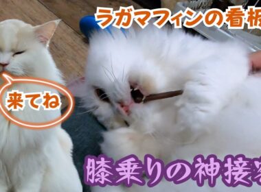 繁殖場からレスキューされたラガマフィン超絶美猫で膝乗りで甘える看板猫（保護猫カフェ猫の木）十三駅Rescued Ragamuffin from a breeding farm