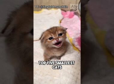 😲Top 5 smallest cats in the world! No way they are this small!🤯 #cat