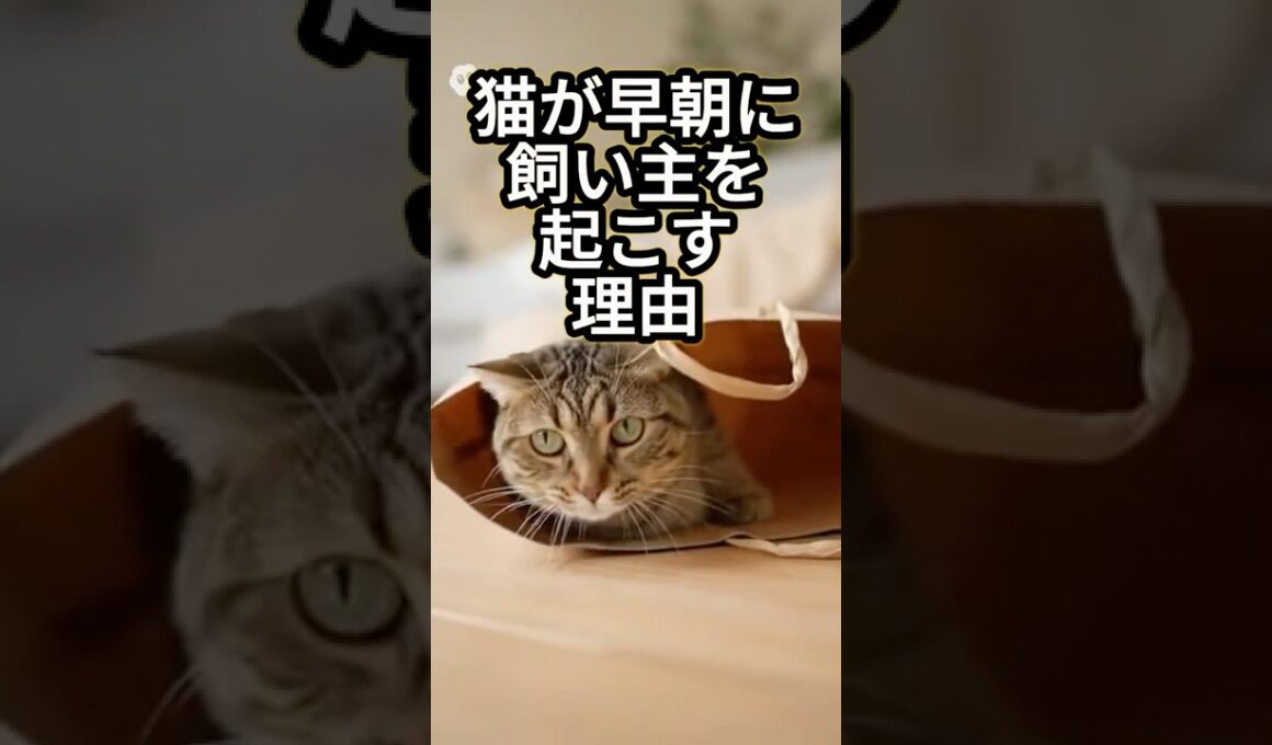 猫が早朝に飼い主を起こす理由【猫雑学】 #shorts