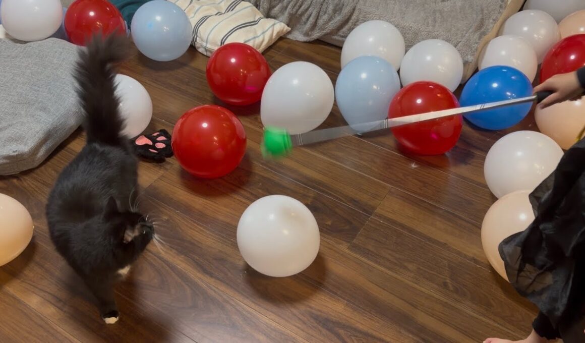 何よりも風船が嫌いな猫　ラガマフィン