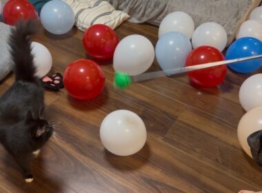 何よりも風船が嫌いな猫　ラガマフィン