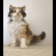 セルカークレックス子猫　Selkirk Rex　2025.5.28産まれ　キャリコ　三毛猫　巻き毛　女の子　シーダキャット猫のお店