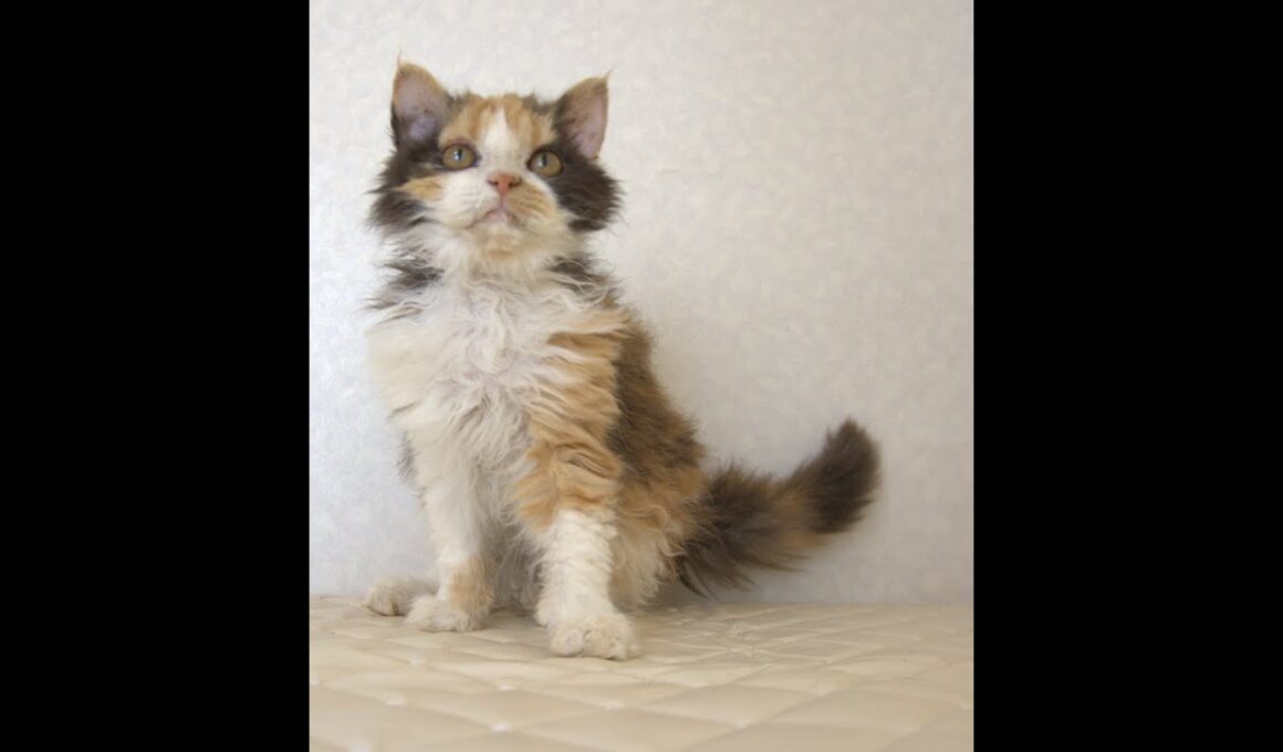 セルカークレックス子猫　Selkirk Rex　2025.5.28産まれ　キャリコ　三毛猫　巻き毛　女の子　シーダキャット猫のお店