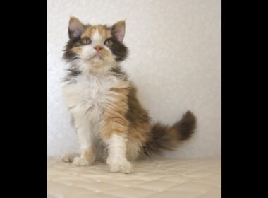 セルカークレックス子猫　Selkirk Rex　2025.5.28産まれ　キャリコ　三毛猫　巻き毛　女の子　シーダキャット猫のお店