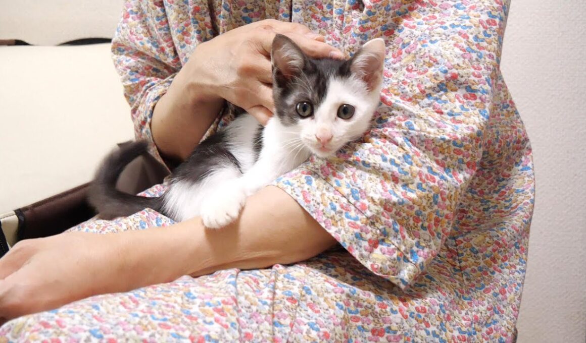 いい匂いがここからしますよと子猫がママに教えてくる。【赤ちゃん猫　保護猫】