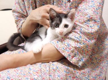 いい匂いがここからしますよと子猫がママに教えてくる。【赤ちゃん猫　保護猫】