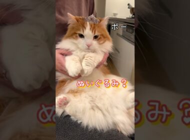 ティアラをつけたら不機嫌になっちゃいました【マンチカン】