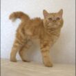 セルカークレックス子猫　Selkirk Rex　2025.5.28産まれ　レッドタビー　巻き毛　男の子　シーダキャット猫のお店