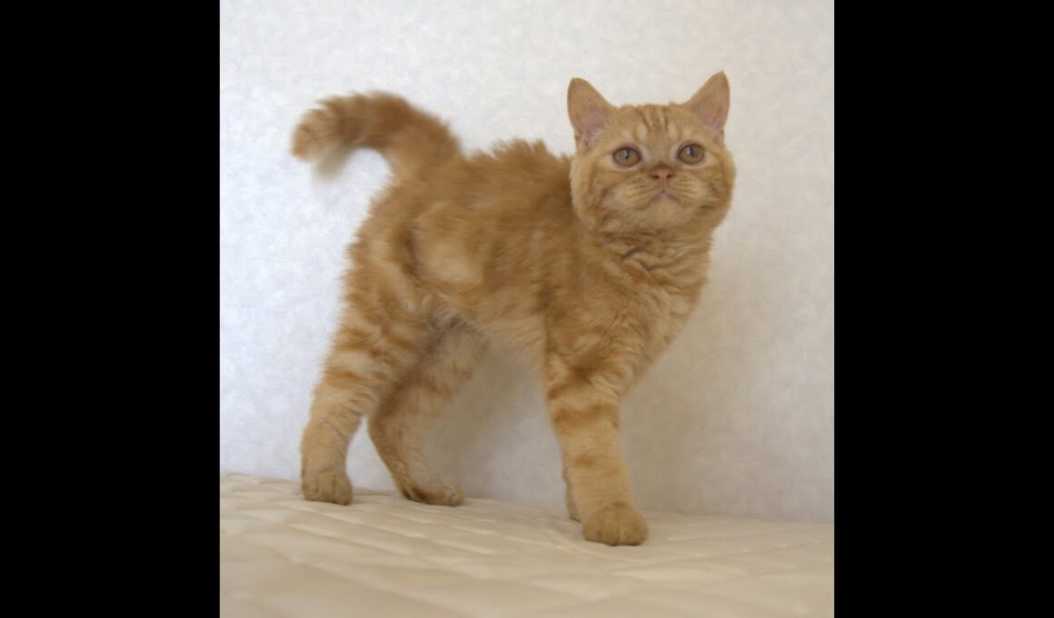 セルカークレックス子猫　Selkirk Rex　2025.5.28産まれ　レッドタビー　巻き毛　男の子　シーダキャット猫のお店