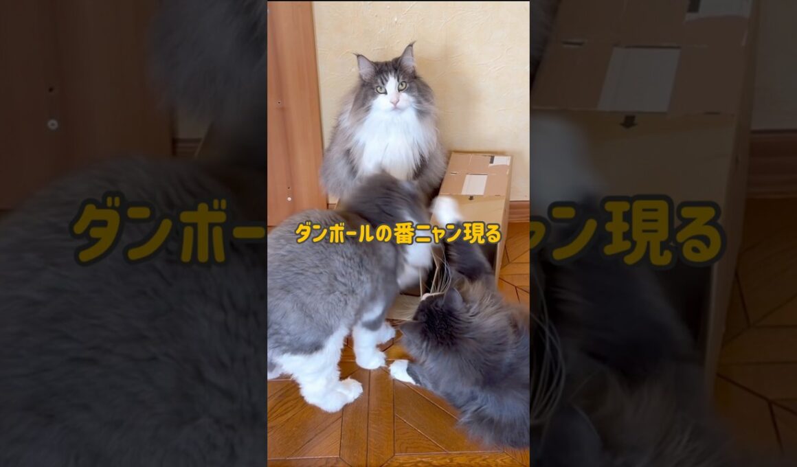 ダンボールの番ニャン！！！#ターキッシュアンゴラ #ノルウェージャンフォレストキャット #ねこ #cat
