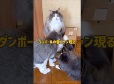 ダンボールの番ニャン！！！#ターキッシュアンゴラ #ノルウェージャンフォレストキャット #ねこ #cat