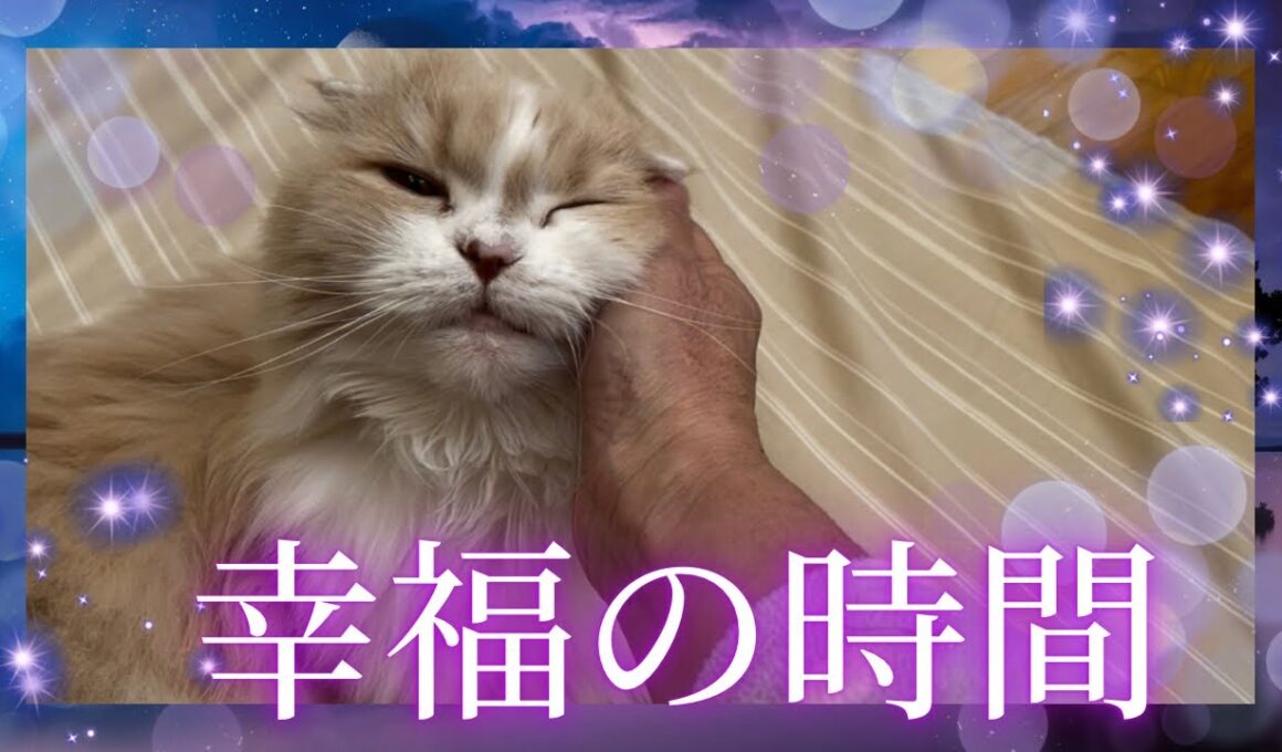 【スコティッシュフォールド】気持ちよすぎて目がとろ〜ん♡ 甘えん坊ホテちゃんの幸福時間/Scottish Fold