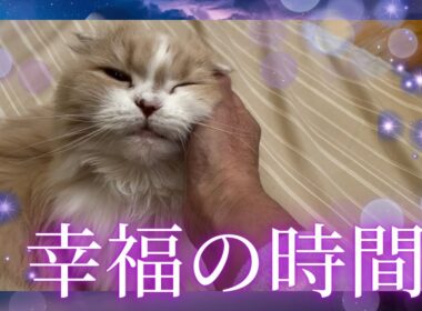 【スコティッシュフォールド】気持ちよすぎて目がとろ〜ん♡ 甘えん坊ホテちゃんの幸福時間/Scottish Fold