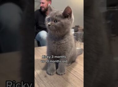 3 months vs 10 months growth🐈‍⬛🤩