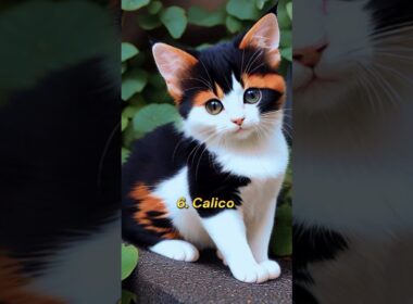 Top 10 most beautiful cat breeds in the world🥰🐈#shorts