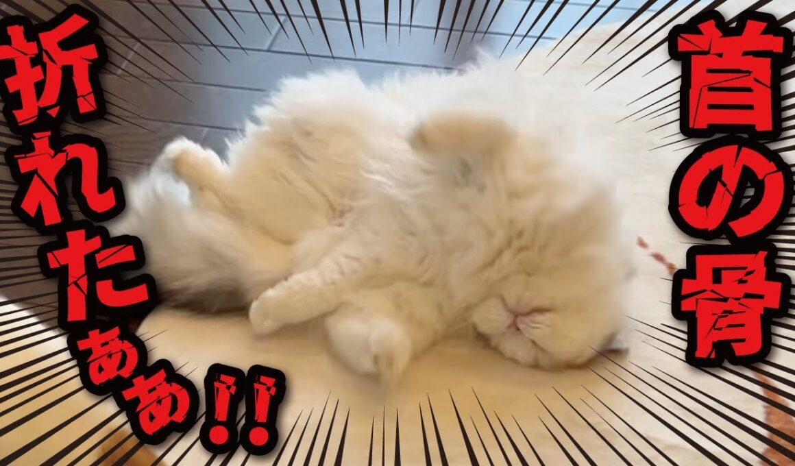 【やんのか？】先輩猫への煽りがヒドすぎて事故ってしまったお猫様がこちら