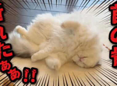 【やんのか？】先輩猫への煽りがヒドすぎて事故ってしまったお猫様がこちら