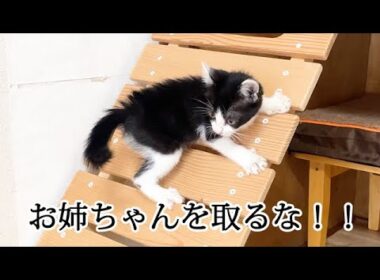 遊び相手が取られてイライラする子猫