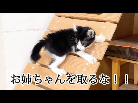遊び相手が取られてイライラする子猫
