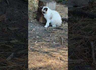 シャムの子ねこパンダくん、三毛猫ハートちゃん2号のシッポに、ちょっかいを出すイタズラ好き