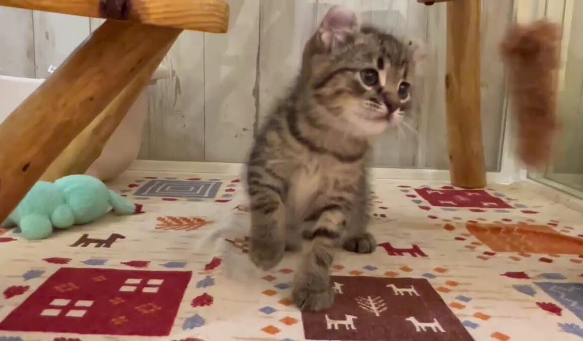 アメリカンカール　男の子　2025/9/13生まれ