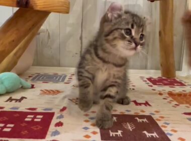 アメリカンカール　男の子　2025/9/13生まれ