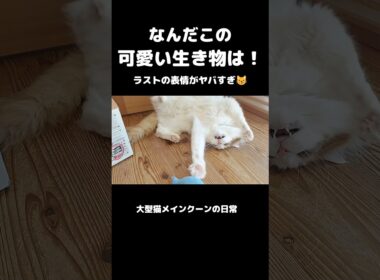 今日のセテさん #メインクーン #ノルウェージャンフォレストキャット #大型猫 #猫のいる暮らし #shorts #cat #mainecoon #catshorts​
