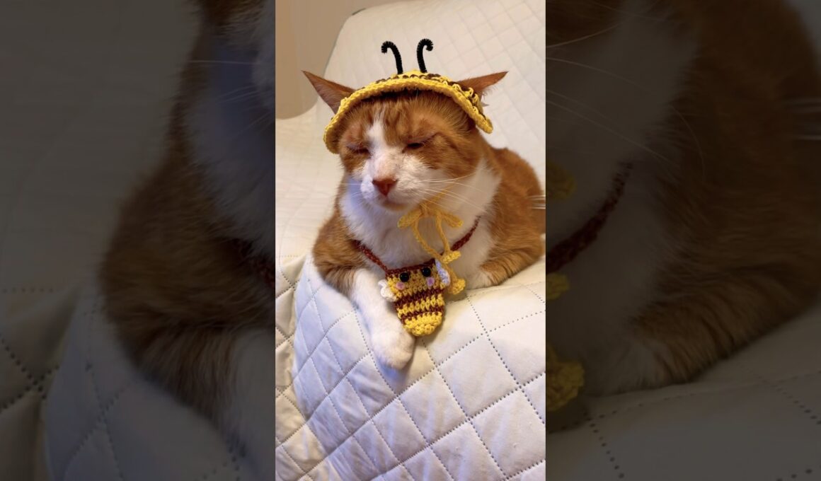 【CAT】寝てばかりだからでぶ猫なんじゃ #shorts #cat #猫のいる暮らし