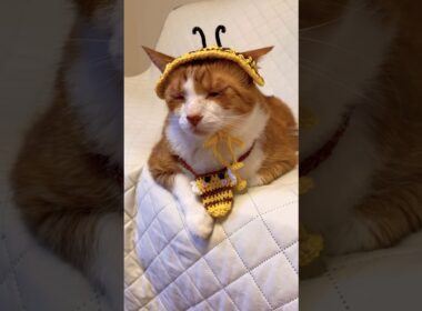 【CAT】寝てばかりだからでぶ猫なんじゃ #shorts #cat #猫のいる暮らし