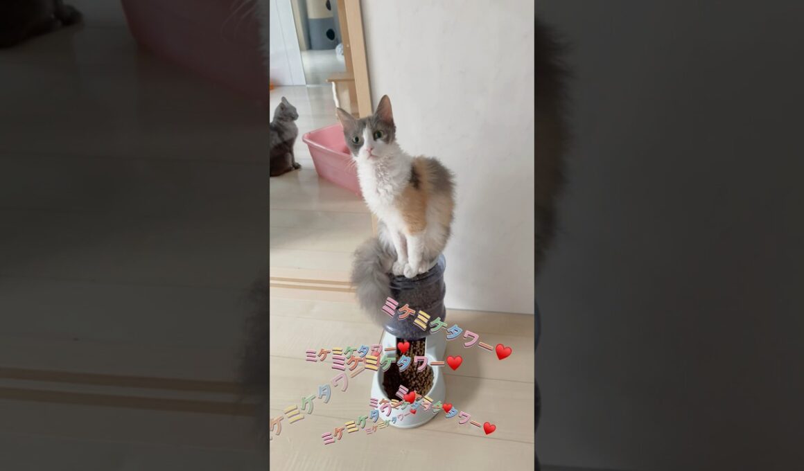 ミケミケタワー♥️ 【お問合せ詳細は説明欄に記載あります】 #ラパーマ #マンチカン #子猫 #猫 #ブリーダー直販 #ミヌエット #猫のいる暮らし #子猫販売 #猫動画