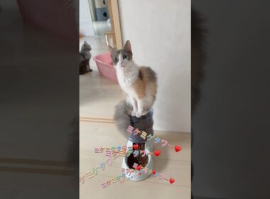 ミケミケタワー♥️ 【お問合せ詳細は説明欄に記載あります】 #ラパーマ #マンチカン #子猫 #猫 #ブリーダー直販 #ミヌエット #猫のいる暮らし #子猫販売 #猫動画