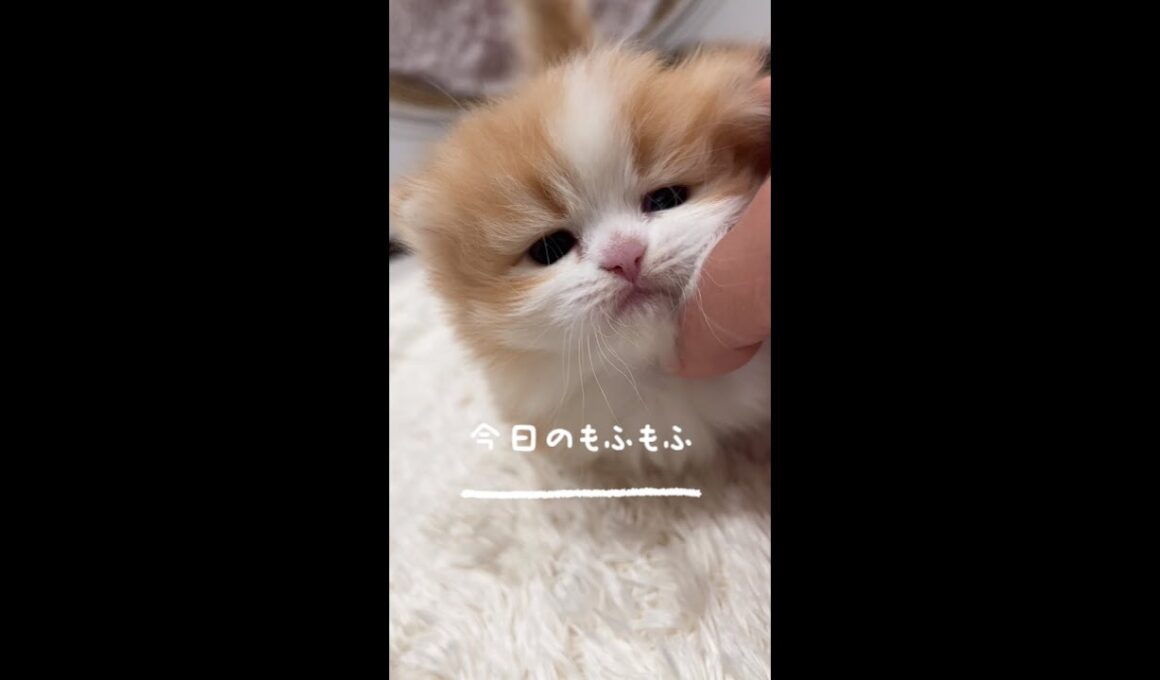 【今日もふ】まんまる短足ミヌエット♡DAY22【2022年12月6日】