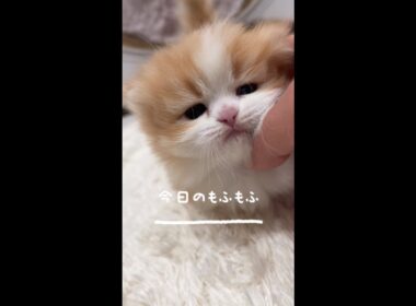 【今日もふ】まんまる短足ミヌエット♡DAY22【2022年12月6日】