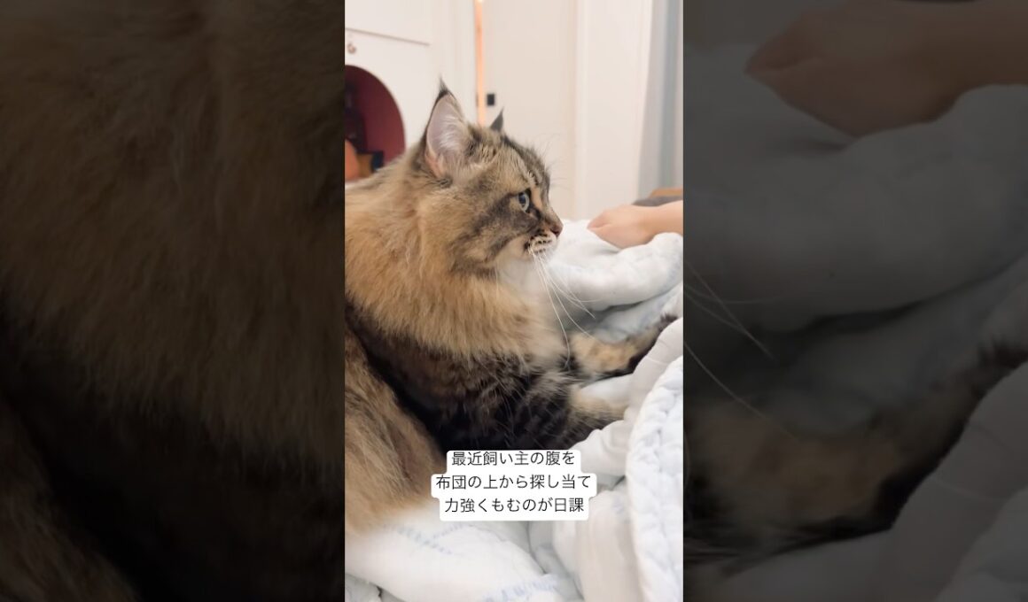 飼い主の腹フンミ…フンミ… #サイベリアン #猫 #ヤマネコ