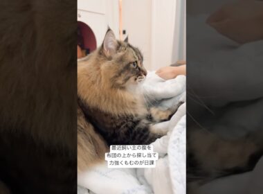 飼い主の腹フンミ…フンミ… #サイベリアン #猫 #ヤマネコ