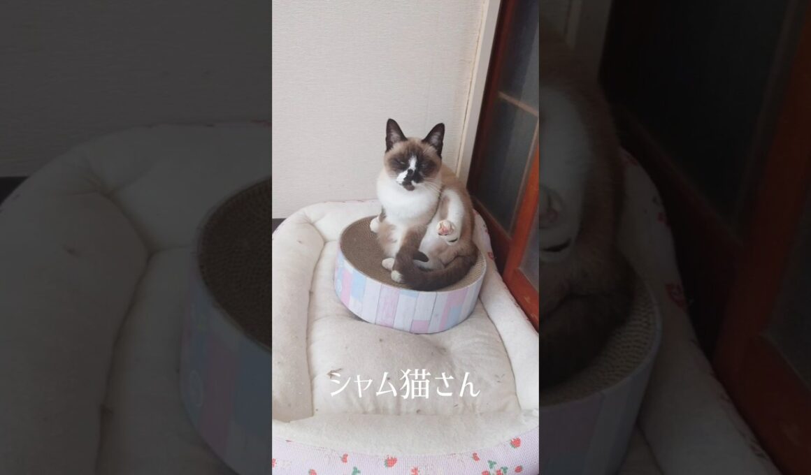 子猫用のバリバリボウルにて。#シャム猫#猫#ねこ#cat#Shorts