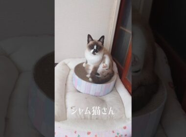 子猫用のバリバリボウルにて。#シャム猫#猫#ねこ#cat#Shorts