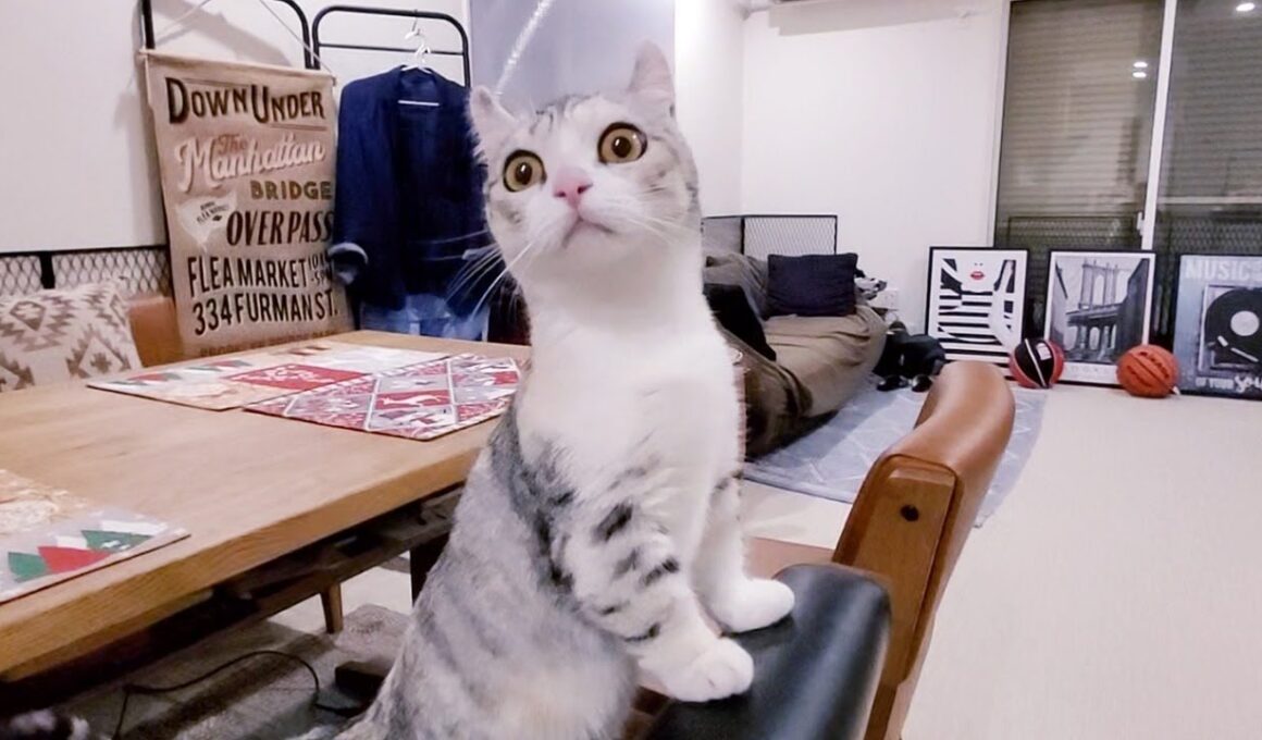子猫のはじめての大冒険！！  #65