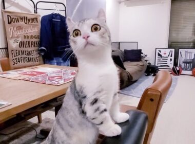 子猫のはじめての大冒険！！  #65