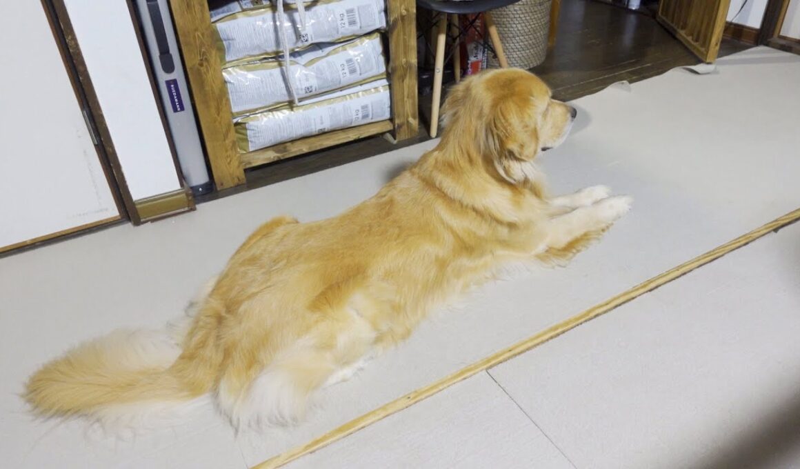 ママ帰宅と思いきやなかなか現れずスフィンクスポーズで待ち始める愛犬